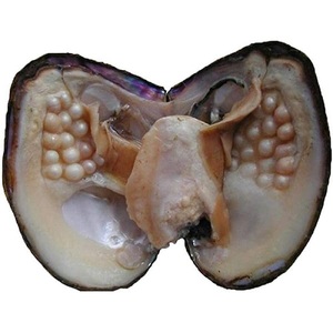 IQF Half Shell Pacific Oyster Ostras congeladas a granel - Product Image 4