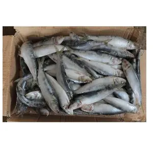 Makanan Laut terbaik dengan Sardin Frozen segar Harga ikan Frozen untuk dijual