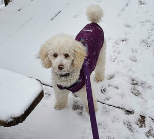 Chaqueta para perros de fábrica, ropa de invierno para mascotas, <span class=keywords><strong>abrigo</strong></span> reflectante para perros, ropa Reversible para clima frío, disfraz para mascotas, ropa de protección, chaqueta para perros - Product Image 5