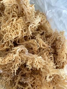 Musgo de mar seco de Vietnam a granel, producto crudo de océano Premium para condimentos culinarios, ingredientes alimentarios y base de bebidas - Product Image 5