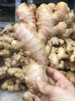 Gingembre frais de qualité supérieure 100 grammes jusqu'à l'emballage quantité en vrac gingembre nettoyé origine Vietnam prêt à expédier