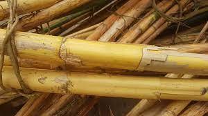 Bastón de mimbre recto de bambú, caña de mimbre para hacer artesanías pulidas y crudas - Product Image 5