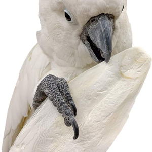 Productos de alta calidad/Cuttlebone para pájaros hechos en Vietnam - Product Image 1