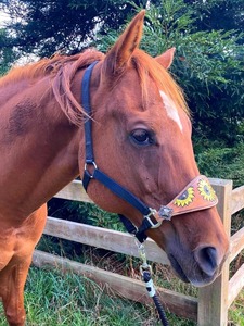 Cabestro de Cuero Vacuno Argentino Hecho a Mano para Caballo, Estilo Western, con Tallado de Girasol, Correas de Nailon Ajustables, Collar para la Cabeza - Product Image 4