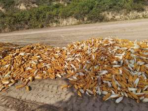 ÉXITO DE VENTAS Maíz seco rústico para uso decorativo, aplicado en exhibiciones con temática agrícola y presentaciones de interiores, Vietnam - Product Image 2