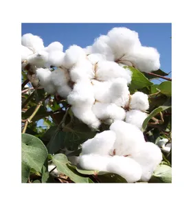低价优质原料100% 有机棉纤维批发供应商