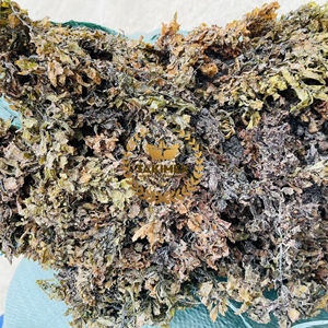 Suministro a Granel de Sargassum Pallidum Natural Seco y Crudo para la Venta - Product Image 1