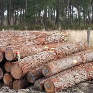 Grumes de bois dur et de résineux fraîchement coupées Grumes de bois industrielles Espèces mélangées disponibles - Product Image 1