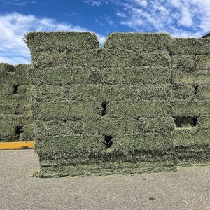 Compra ahora de la mejor calidad Alfalfa Hay Timothy Hay Lucerne Clover en pacas listas para exportar a precio mayorista disponible en stock - Product Image 4