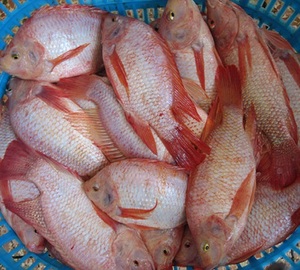 Frozen Black Tilapia <strong>Fish</strong> for Sale - Product Image 2