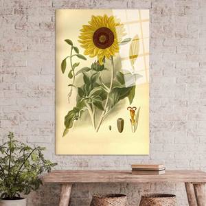 Peinture vintage de tournesol : Art mural botanique imprimé sur toile, ART SUR VERRE TÉRMÉRISÉ - Product Image 1