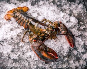 Langostas Congeladas de Nueva Zelanda de Alta Calidad, Producto de Mariscos Frescos Enteros para Exportación Internacional y Suministro a Granel - Product Image 5