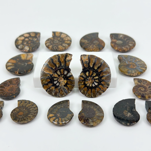 Ammonites marocaines polies de qualité B en gros, paires de fossiles d'ammonites polies - Product Image 2