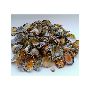 Elegante copa de vino de concha de Lapa, copa de concha Natural hecha a mano para bodas en la playa, fiestas y decoración del hogar - Product Image 2