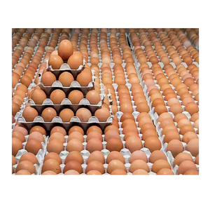 Huevos para Incubación de Pollos Cobb 500 y Ross 308 |   Huevos Fértiles en Venta - Product Image 1
