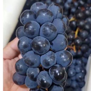 Uvas Negras Reales de Otoño - Gran Calidad, Sin Semillas, Clase 1 - Product Image 3