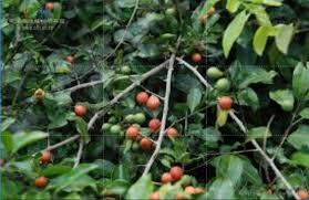 Ekstrak <span class=keywords><strong>Salacia</strong></span> Reticulata <span class=keywords><strong>Salacia</strong></span> <span class=keywords><strong>Oblonga</strong></span> organik kualitas terbaik - Product Image 4