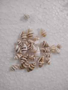เปลือกหอยธรรมชาติขนาดเล็กเหมาะสำหรับใช้ในสร้อยคอและกำไลเหมาะสำหรับใช้ในพิพิธภัณฑ์สัตว์น้ำ - Product Image 6