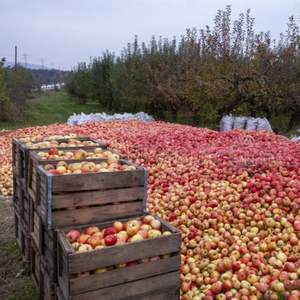 Manzanas Red Delicious de Alta Calidad, Grado AA, Cosecha Fresca, Calidad de Exportación, Alto Brix - Product Image 6