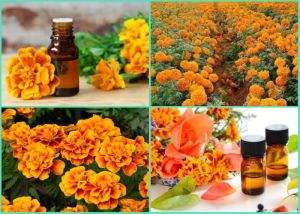 Aceite Puro de Tagetes |   Aceite de Tagetes Minuta |   Aceite Esencial 100% Natural de la India, Aceite Esencial de Tagetes 100% Puro de Calidad al por Mayor - Product Image 2
