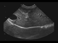Sistema de Ultrasonido Doppler Color Veterinario Equino SonoScape X5V para Diagnóstico por Imágenes y Examen Reproductivo de Caballos