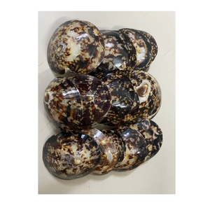 Gran venta, precio más barato, Murex Operculum Shell Limpet, artesanía para decoración del océano de Vietnam - Product Image 1