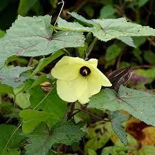 Huile essentielle de graines d'ambrette 100% pure de haute qualité en gros, fabricant d'huile essentielle de graines d'ambrette 100% pure naturelle en INDE - Product Image 3