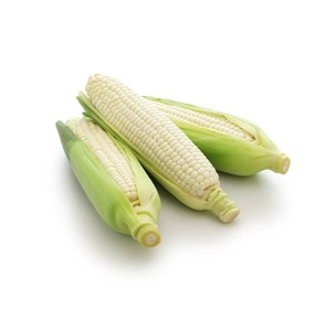 Maíz blanco/amarillo glutinoso sin OGM de alta calidad a los precios al por mayor más baratos disponibles en gran stock - Product Image 5