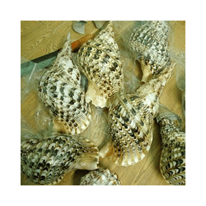 Concha de mar tipo trompeta, tamaño XL, material: concha natural grande; uso: decoración de vestíbulos de hoteles y complejos turísticos; origen: exportación de Vietnam - Product Image 5
