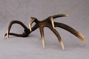 เขากวางสีแดงเขากวางเขากวางเขากวางแดงเขากวางธรรมชาติ - Product Image 3