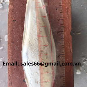 Secado Cuttlebone Sepia Blíster Embalaje a granel-Producto caliente para mascotas Cuttle Bone Secado Crudo Fresco Bone/ Ms Lily Vietnam - Product Image 3