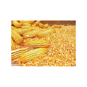 Mejor venta de calidad agrícola Corp producto maíz grano de maíz Natural puro de maíz amarillo maíz - Product Image 2