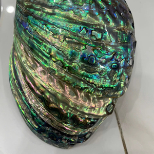 Concha de abulón brillante Vietnam venta al por mayor concha de abulón Natural pulida para la fabricación de joyas, inspiración de decoración del océano - Product Image 1