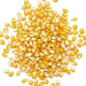 Maíz no glutinoso amarillo seco grano a granel fabricación mayorista exportación 25kg comercio agrícola para la venta - Product Image 3