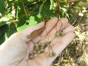 เมล็ดไม้แบสวู้ดอเมริกัน - Product Image 3