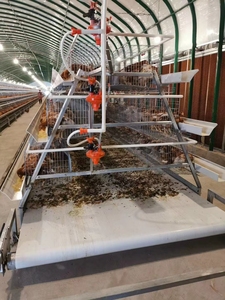 Jaulas de pollo con batería de capa automática para aves de corral agrícolas de África Caja de pollo con batería automática de 3 capas - Product Image 6