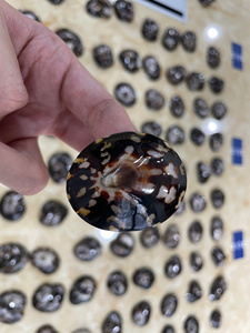 Coquille de limpet de haute qualité, utilisée pour la décoration et les projets d'artisanat, utilisée pour la vente en gros au Vietnam - Product Image 5