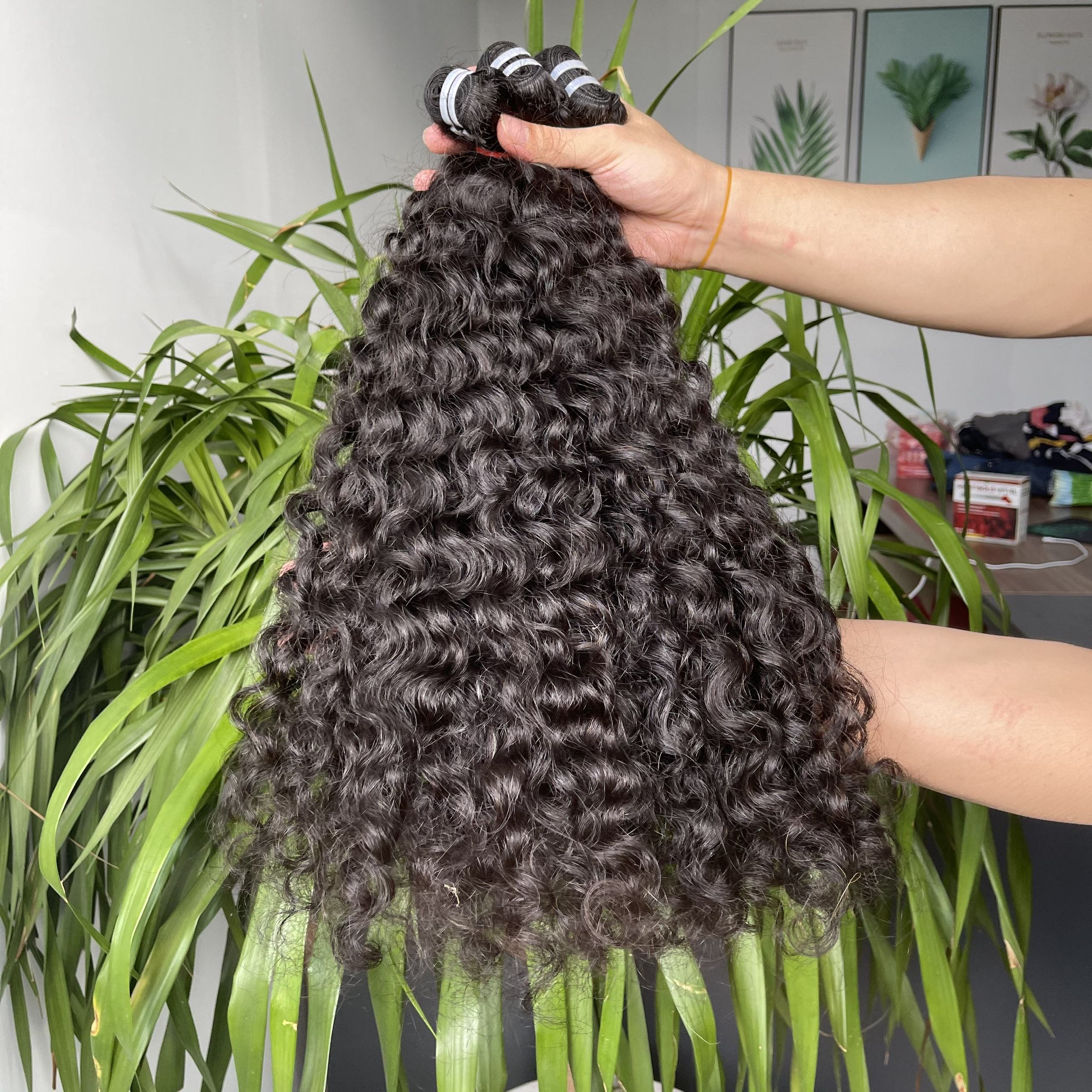 Burmese curly