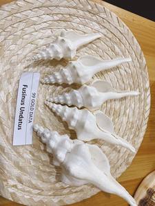 เวียดนามหมวกกันน็อกสีแดง/Cypraecassis Rufa เปลือกหอย - Product Image 6