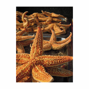 Farine d'étoile de mer de qualité supérieure proposée à la vente garantissant une nutrition optimale pour les aliments pour l'aquaculture - Product Image 5