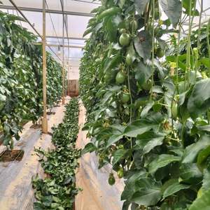 Maracuyá Fresca de Vietnam de Primera Calidad para Venta al por Mayor - KIM MINH INTERNATIONAL - Product Image 3