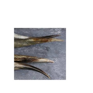 Par de cuernos de búfalo soporte de base de madera cuerno pulido decorativo de búfalo para pieza de decoración montada en la pared al mejor precio - Product Image 3