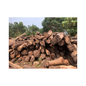 Troncos de ciprés Madera redonda Tipos de teca y acacia Carga a granel Fabricantes de leña Mejor precio Madera de pino seca 100% - Product Image 5
