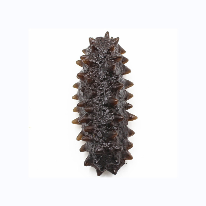 High Quality Frozen Sea Cucumber Best Price for Dry Sea Cucumber in Bulk Packaging
