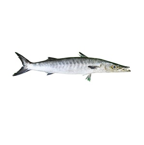 Pescado Entero de Barracuda Congelado, Exportadores de Pescado Entero de Barracuda Congelado - Product Image 2