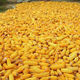 Maíz Amarillo para Alimentación Animal / MAÍZ AMARILLO PARA ALIMENTACIÓN DE AVES DE CORRAL - Product Image 4