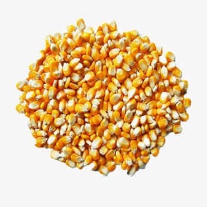 Maïs biologique sans OGM pour l'alimentation animale Maïs jaune Prix de gros - Product Image 2