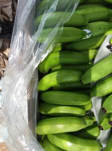 Venta al por mayor de banana Cavendish fresca orgánica de alta calidad, Banana Cavendish fresca de Vietnam, fruta verde tropical de alta calidad - Product Image 2