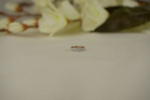 Bague de luxe en diamant cultivé en laboratoire 1.15 carat taille marquise VS1 clarté IGI SGL certifié or rose argent fournisseur en gros - Product Image 2