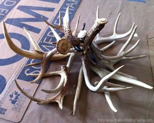 Corna di cervo rosso di grado superiore all'ingrosso, corna di corna di cervo rosso, naturalmente versare corna di cervo intero - Product Image 3